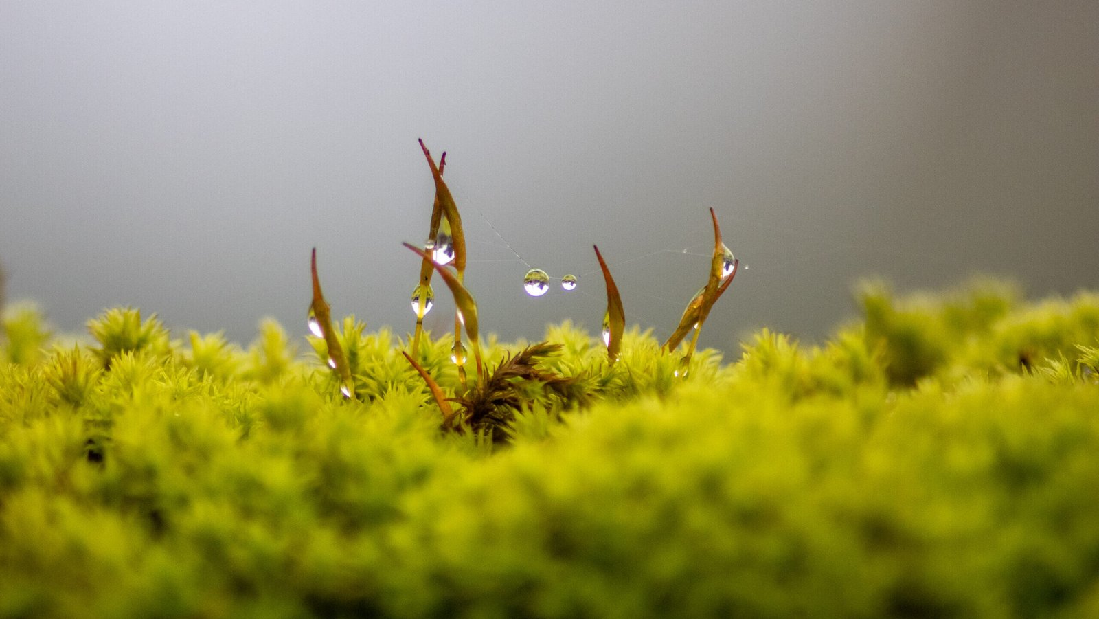 Galerie Proxy/Macro